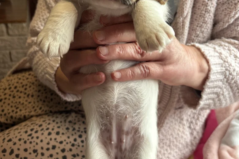 Jackapoo