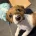 Jackapoo