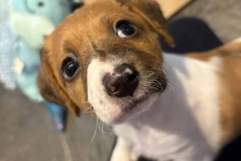 Jackapoo