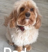 Alfie