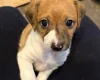 Jackapoo