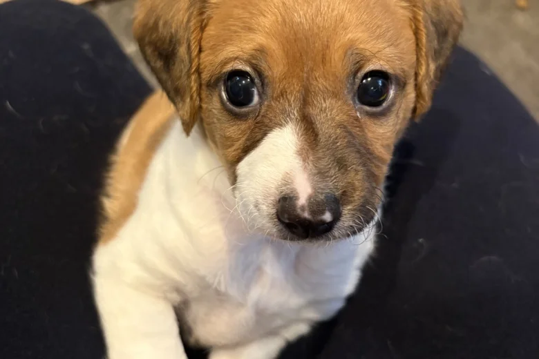 Jackapoo
