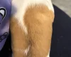Jackapoo