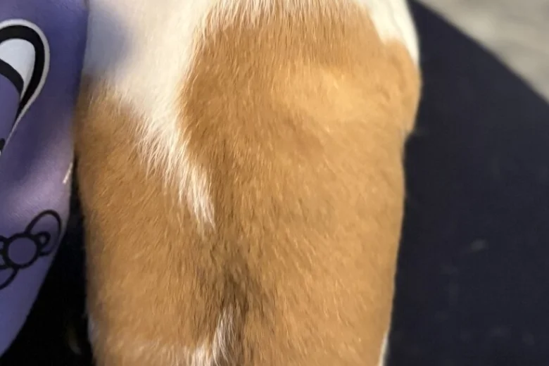 Jackapoo