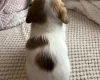 Jackapoo