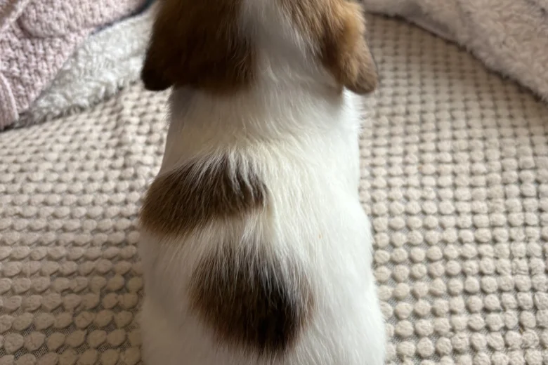 Jackapoo