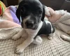 Jackapoo