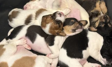 Jack Russell