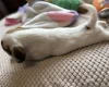 Jackapoo
