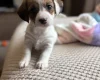 Jackapoo