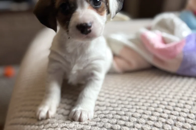 Jackapoo