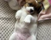 Jackapoo