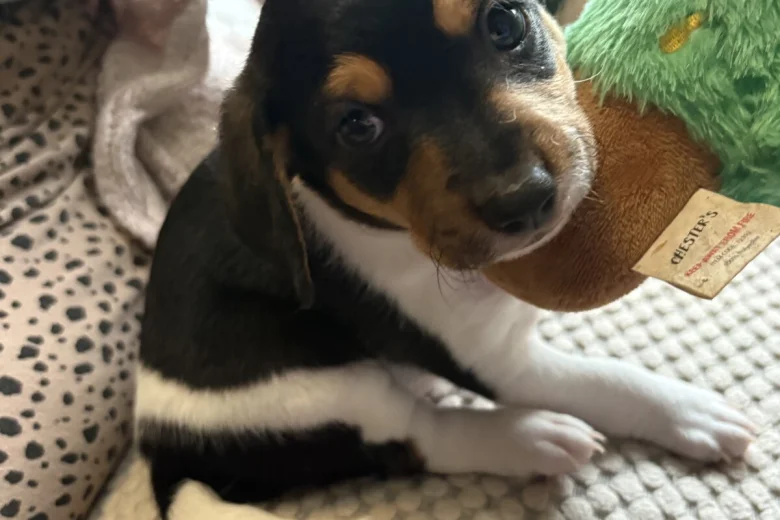 Jackapoo
