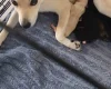 Pomsky