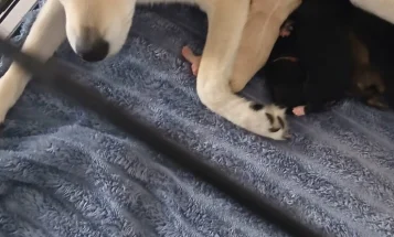 Pomsky