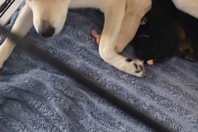 Pomsky