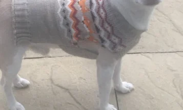 Pomsky