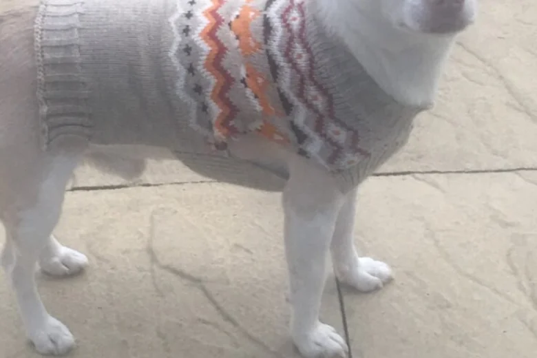 Pomsky