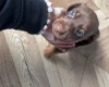 Dachshund (Miniature Smooth Haired)