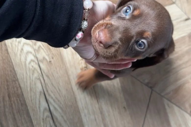Dachshund (Miniature Smooth Haired)