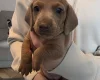 Dachshund (Miniature Smooth Haired)