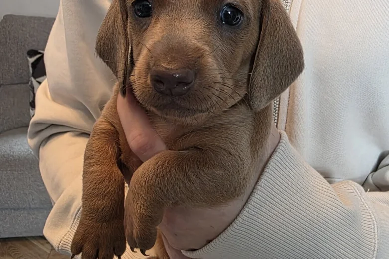 Dachshund (Miniature Smooth Haired)