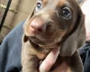 Dachshund (Miniature Smooth Haired)
