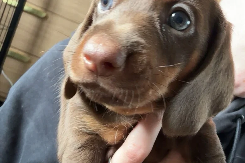 Dachshund (Miniature Smooth Haired)