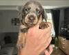 Dachshund (Miniature Smooth Haired)