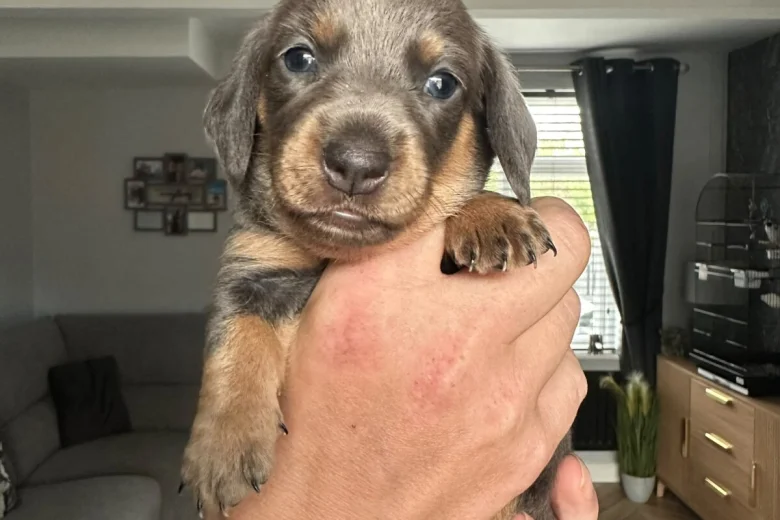 Dachshund (Miniature Smooth Haired)