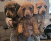 Dachshund (Miniature Smooth Haired)