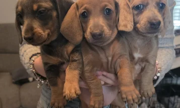 Dachshund (Miniature Smooth Haired)
