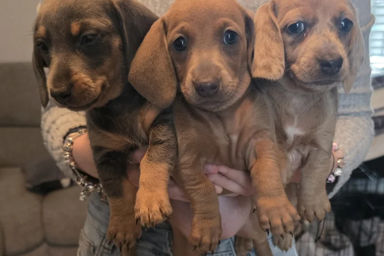 Dachshund (Miniature Smooth Haired)