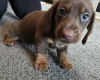Dachshund (Miniature Smooth Haired)