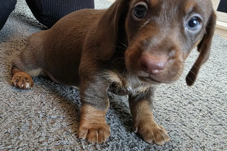 Dachshund (Miniature Smooth Haired)