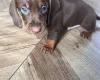 Dachshund (Miniature Smooth Haired)