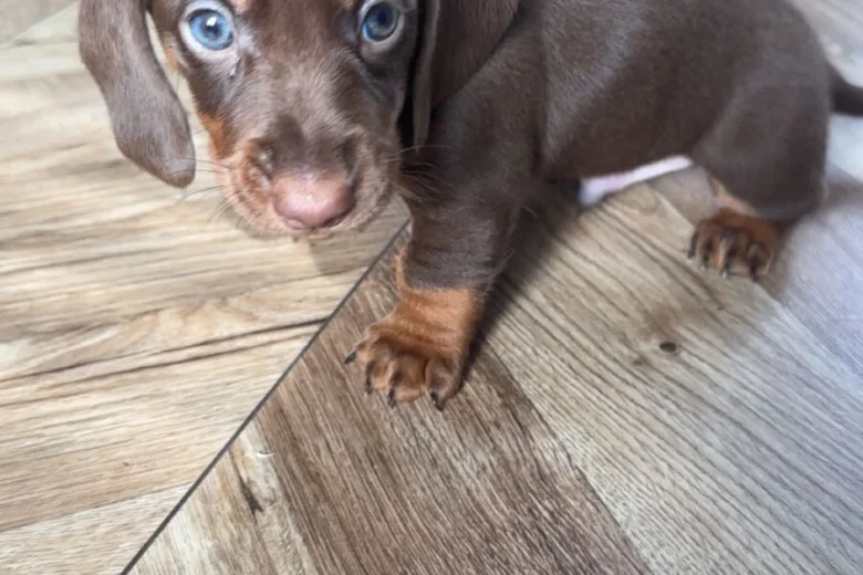 Dachshund (Miniature Smooth Haired)