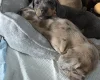 Dachshund (Miniature Smooth Haired)