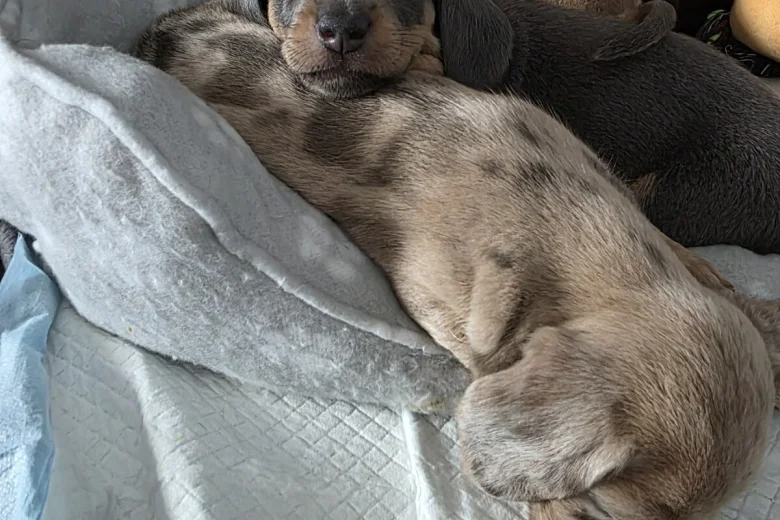 Dachshund (Miniature Smooth Haired)