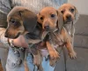 Dachshund (Miniature Smooth Haired)