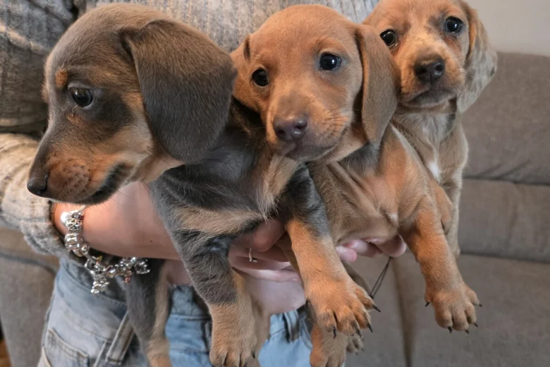 Dachshund (Miniature Smooth Haired)