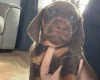 Dachshund (Miniature Smooth Haired)
