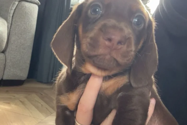 Dachshund (Miniature Smooth Haired)