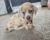 Dachshund (Miniature Smooth Haired)