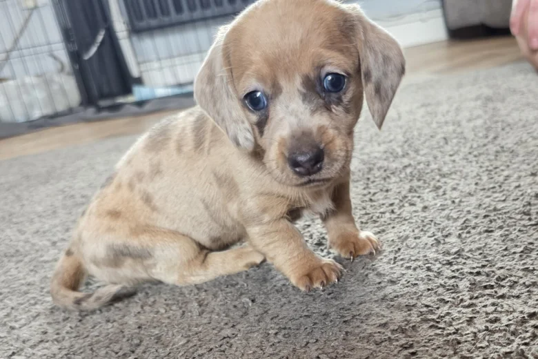 Dachshund (Miniature Smooth Haired)
