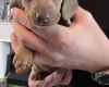 Dachshund (Miniature Smooth Haired)