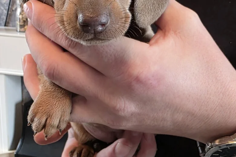 Dachshund (Miniature Smooth Haired)