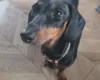 Dachshund (Miniature Smooth Haired)