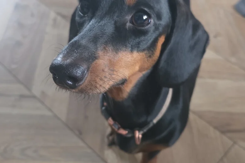 Dachshund (Miniature Smooth Haired)