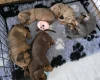 Dachshund (Miniature Smooth Haired)